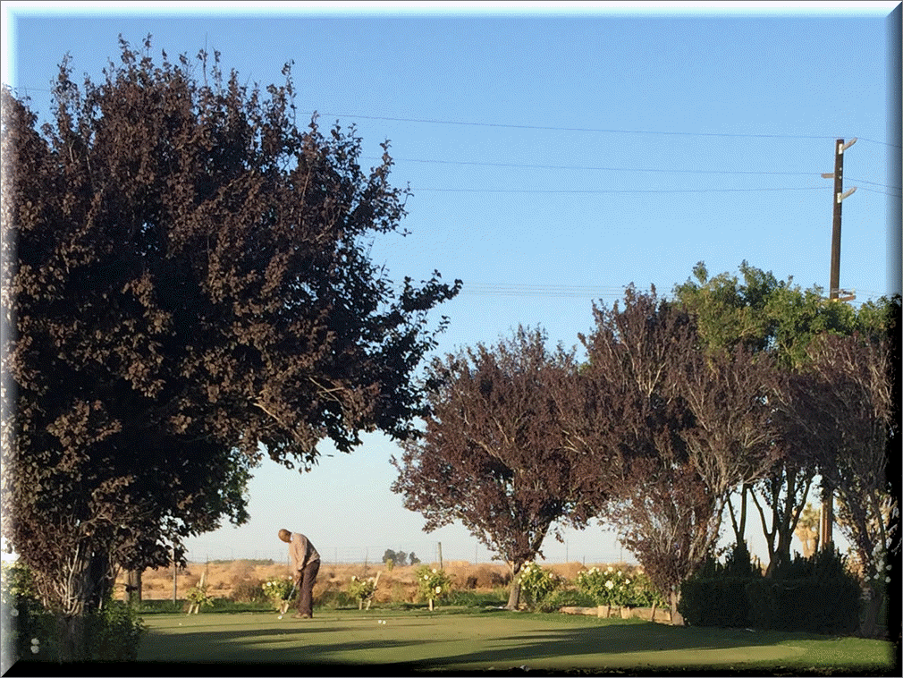 Gofer playing on the greens